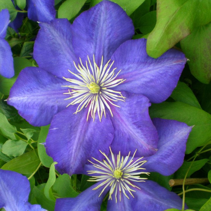 Clematis jackmanii Lady Betty Balfour