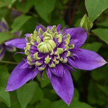 Load image into Gallery viewer, Clematis Florida Taiga
