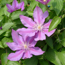 Load image into Gallery viewer, Clematis jackmanii Walter Pennell
