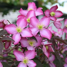 Load image into Gallery viewer, Clematis montana Freda
