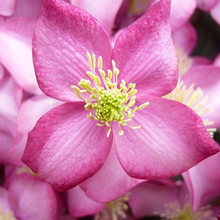 Load image into Gallery viewer, Clematis montana Freda
