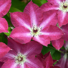 Load image into Gallery viewer, Clematis viticella Via Polonia
