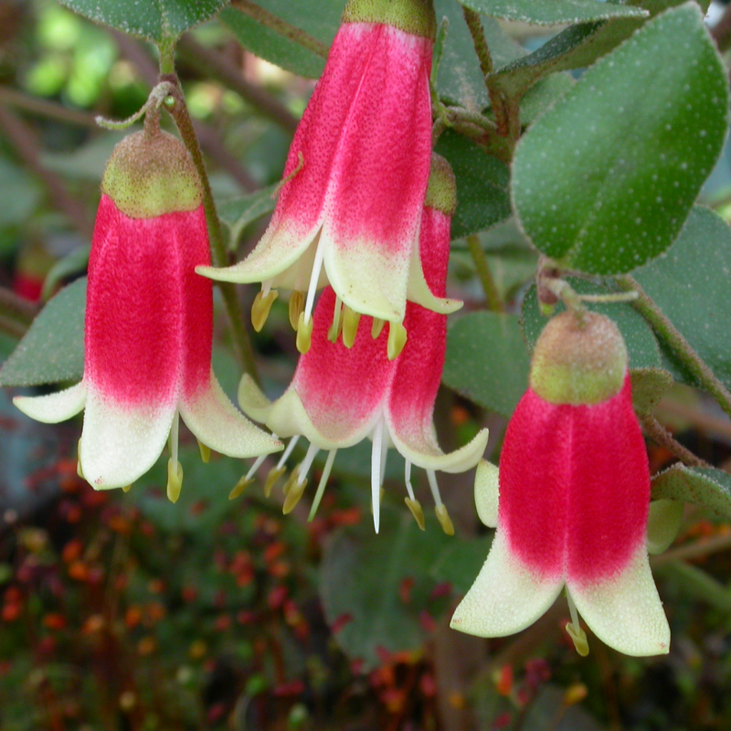 Correa Canberra Bells