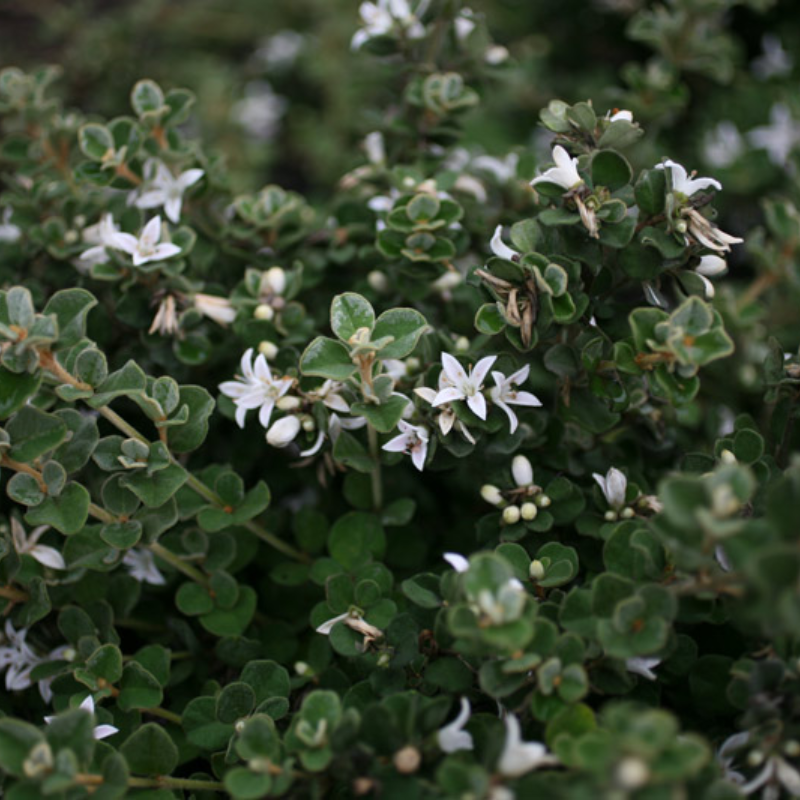 Correa alba Star Showers