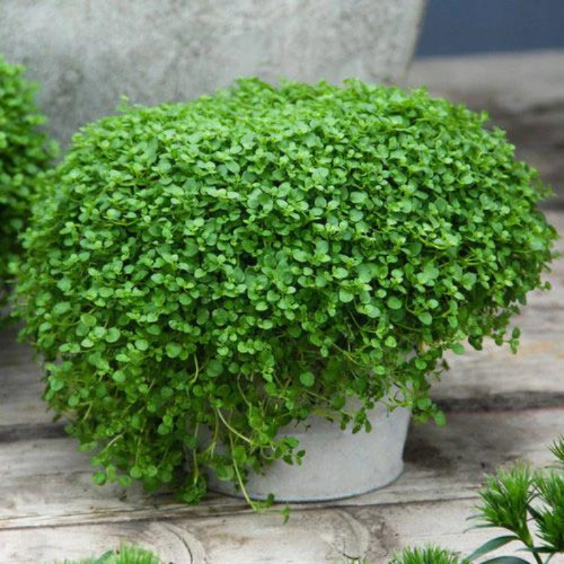 Mint Corsican – The Heritage Nursery