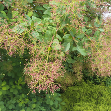 Load image into Gallery viewer, Cotinus coggygria Flame
