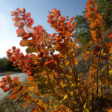 Load image into Gallery viewer, Cotinus coggygria Flame
