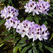 Load image into Gallery viewer, Rhododendron Countess Of Normington
