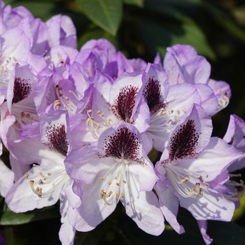 Rhododendron Countess Of Normington – The Heritage Nursery