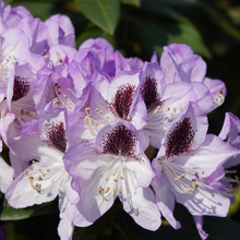 Load image into Gallery viewer, Rhododendron Countess Of Normington
