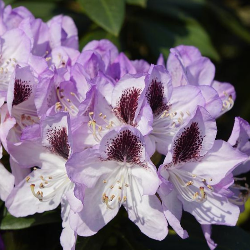 Rhododendron Countess Of Normington