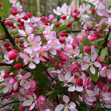 Load image into Gallery viewer, Malus Floribunda Flowering Crab Apple
