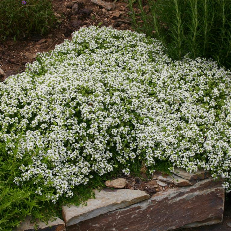 Thyme Creeping White