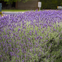 Load image into Gallery viewer, Lavender dentata French
