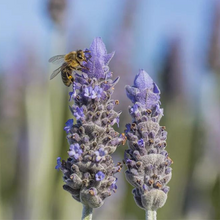 Load image into Gallery viewer, Lavender dentata French
