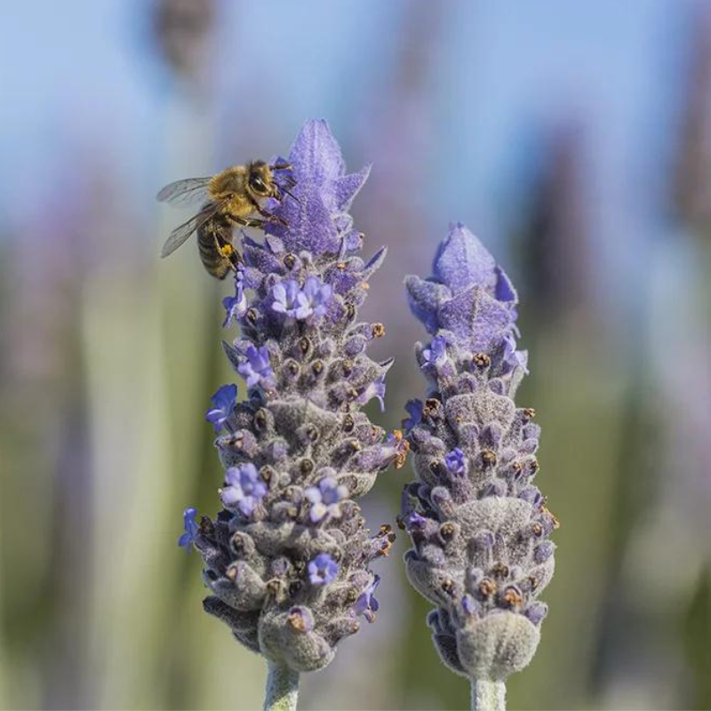 Lavender dentata French