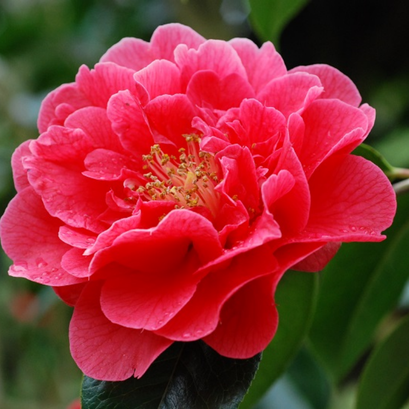 Camellia reticulata Dr Clifford Parks