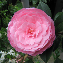 Load image into Gallery viewer, Camellia x williamsii hybrid EG Waterhouse
