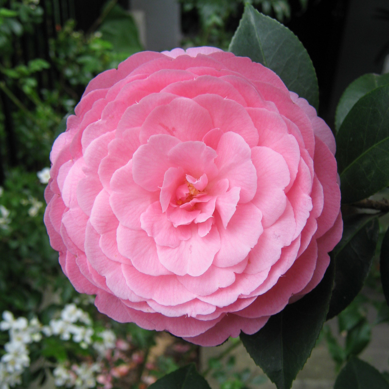Camellia x williamsii hybrid EG Waterhouse
