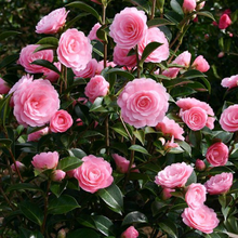 Load image into Gallery viewer, Camellia x williamsii hybrid EG Waterhouse
