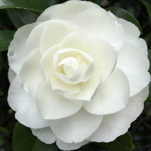 Load image into Gallery viewer, Camellia sasanqua Early Pearly
