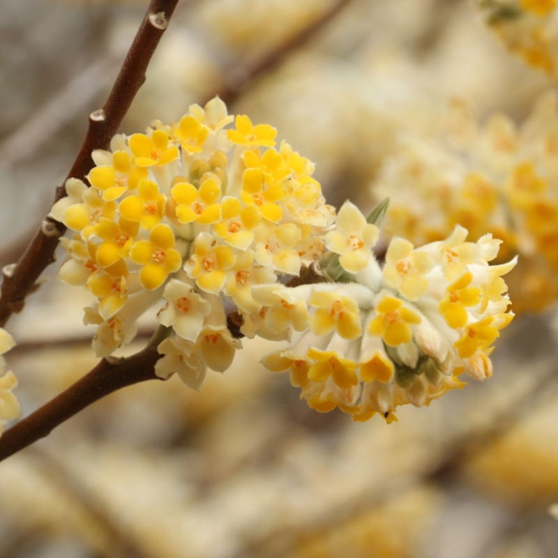 Edgeworthia papyrifera Yellow Daphne