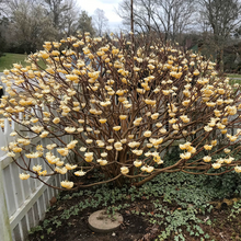 Load image into Gallery viewer, Edgeworthia papyrifera Yellow Daphne
