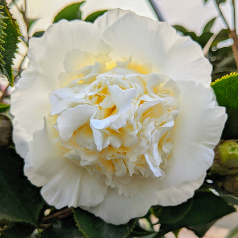 Camellia japonica Elegans Champagne