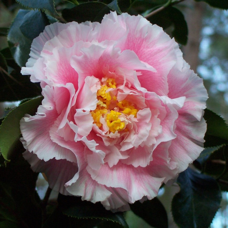 Camellia japonica Elegans Splendour