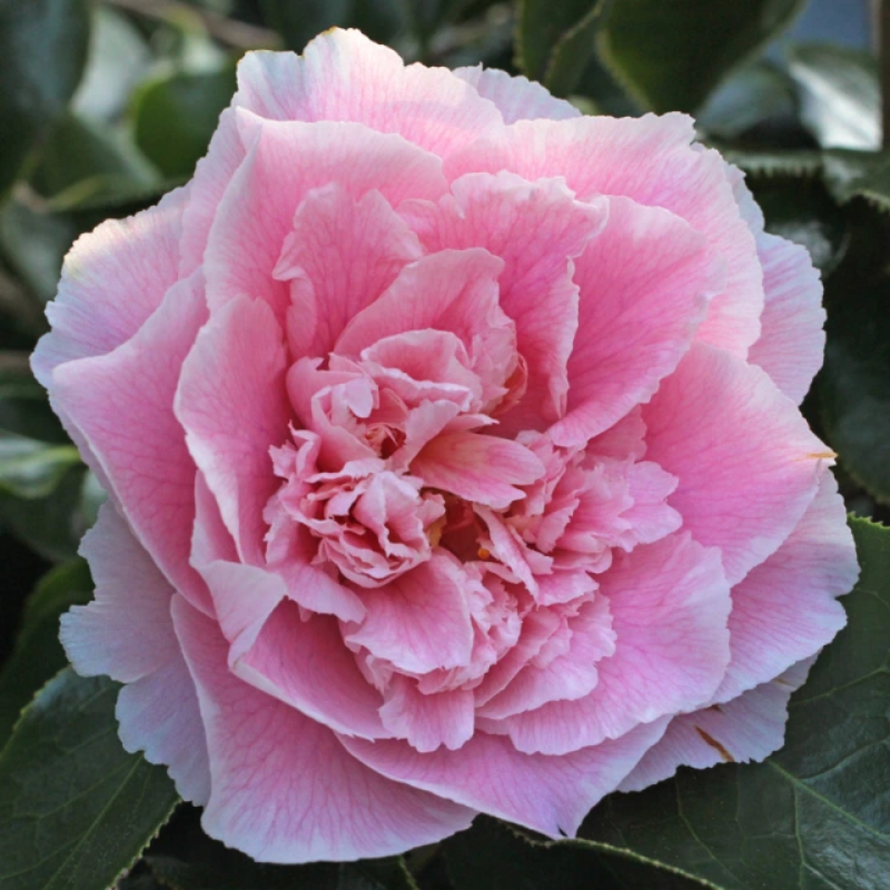 Camellia japonica Elegans Supreme – The Heritage Nursery