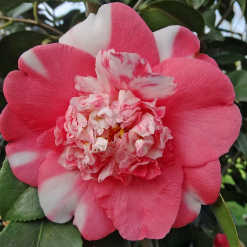 Camellia japonica Elegans