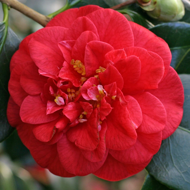 Camellia japonica Emperor Of Russia