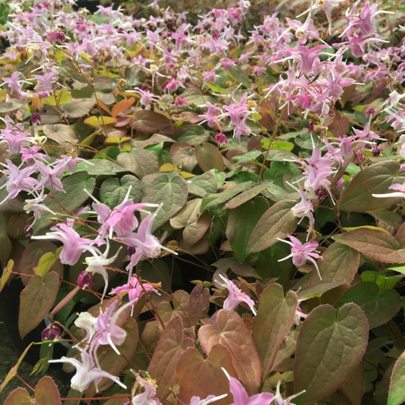 Epimedium Bronze Maiden