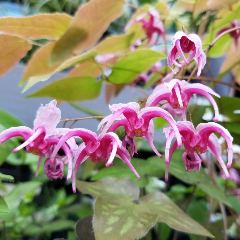 Epimedium Hot Lips