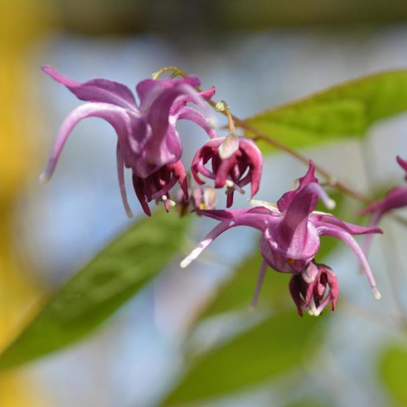 Epimedium Mars