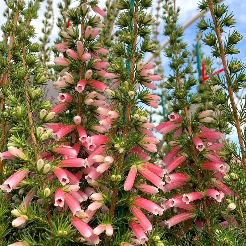 Erica Fanfare 14cm