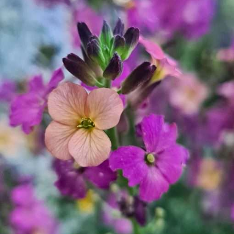 Erysimum Everbowles