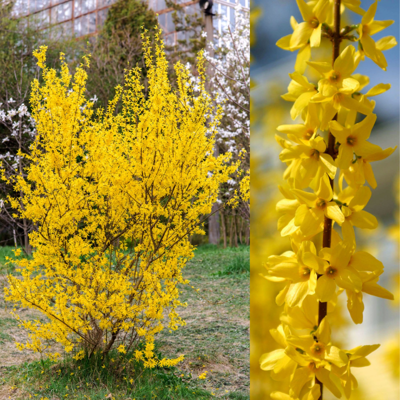 Forsythia