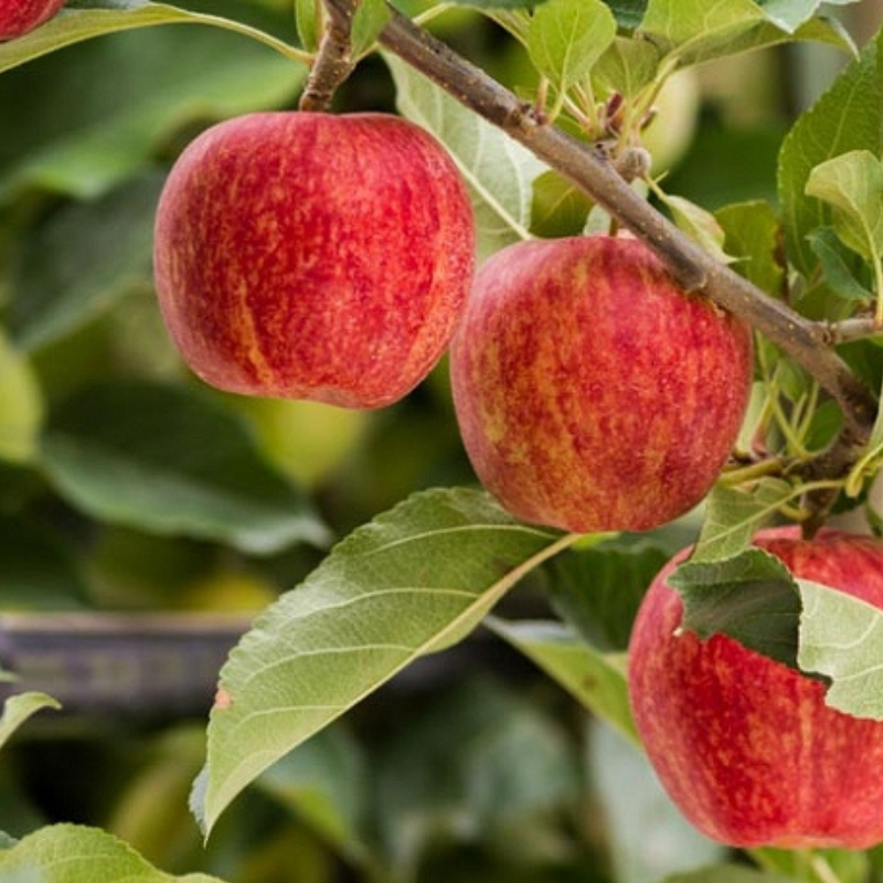 Apple Gala Dwarf