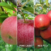 Load image into Gallery viewer, Apple 3-Way Gala/Pink Lady/Red Fuji
