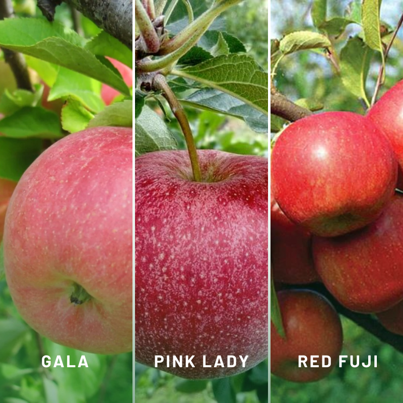 Apple 3-Way Gala/Pink Lady/Red Fuji
