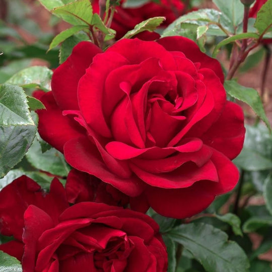 Gallipoli Centenary Rose – The Heritage Nursery