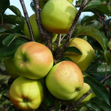 Load image into Gallery viewer, Apple 2-Way Golden Delicious/Granny Smith
