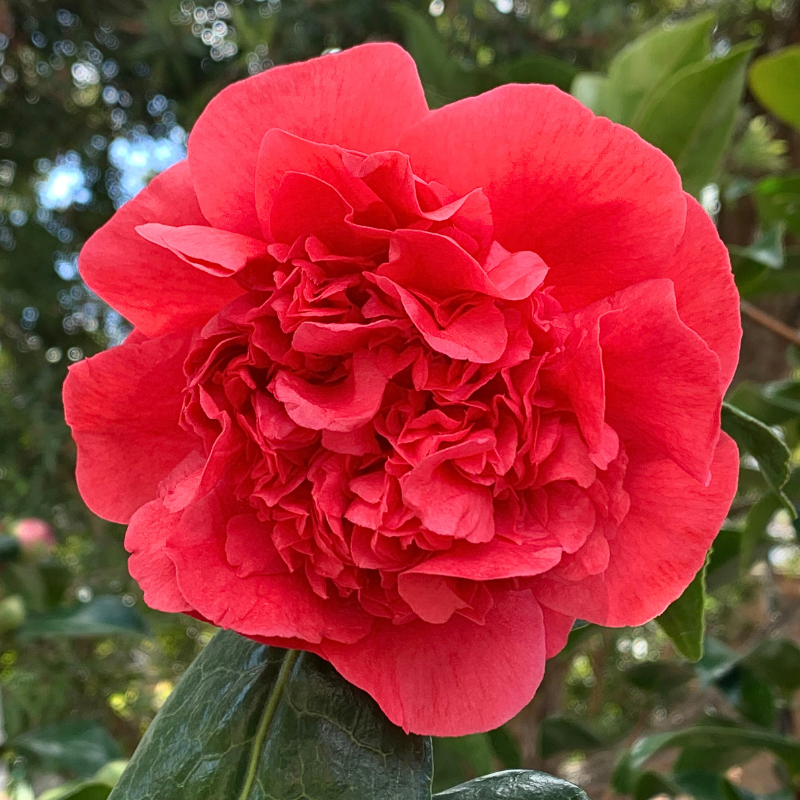 Camellia japonica Grand Marshall