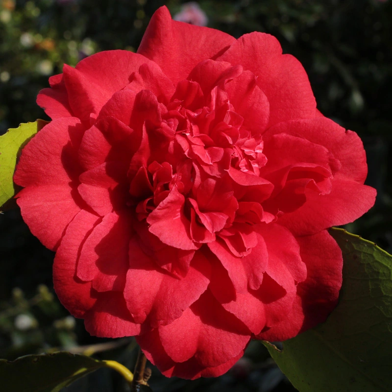 Camellia japonica Grand Slam