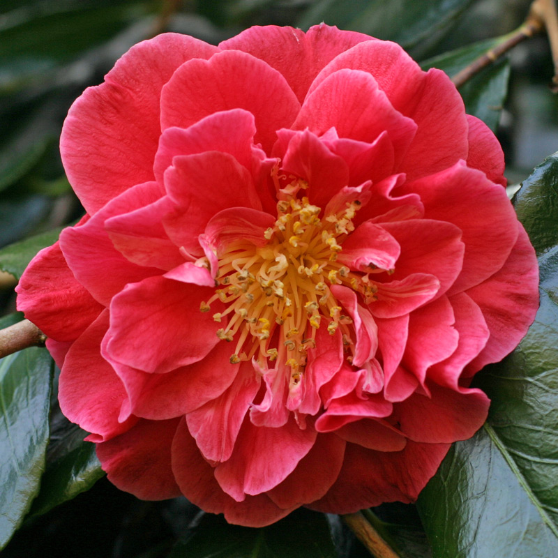 Camellia japonica Guilio Nuccio