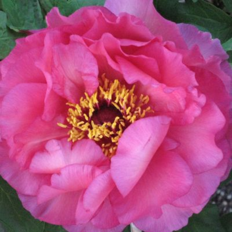 Peony F2 Chow Gypsy Queen