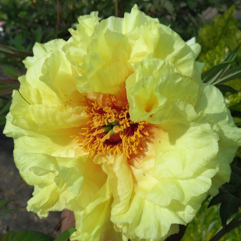 Peony Tree Harvest