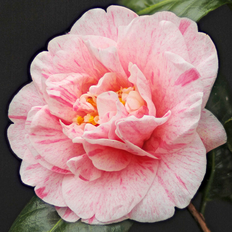 Camellia japonica Helenor