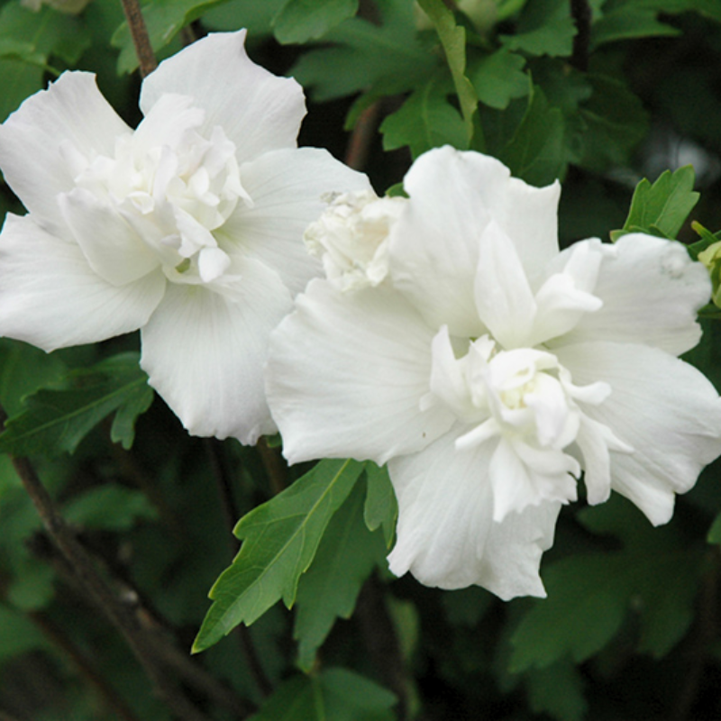 Hibiscus Syriacus Double White The Heritage Nursery